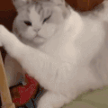 萌宠 猫咪 闭眼 呆萌 可爱