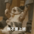 萌宠 猫咪 我不要上班 呆萌 可爱