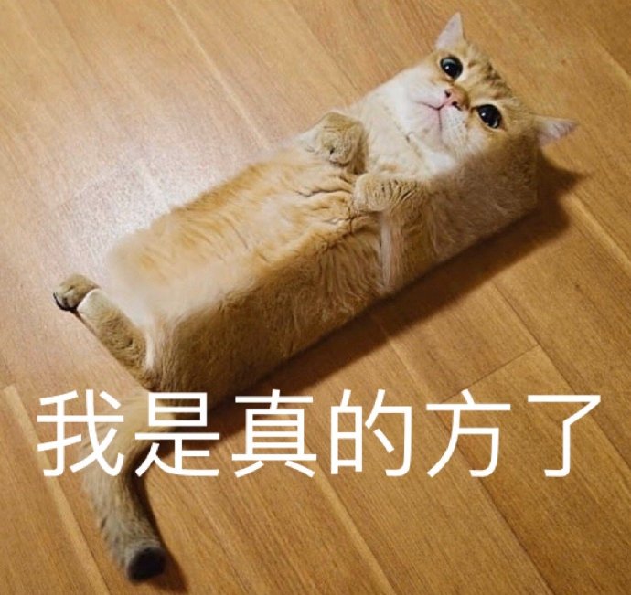 慌张猫咪表情包图片