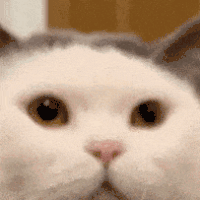 萌宠 猫咪 眨眼 呆萌 可爱