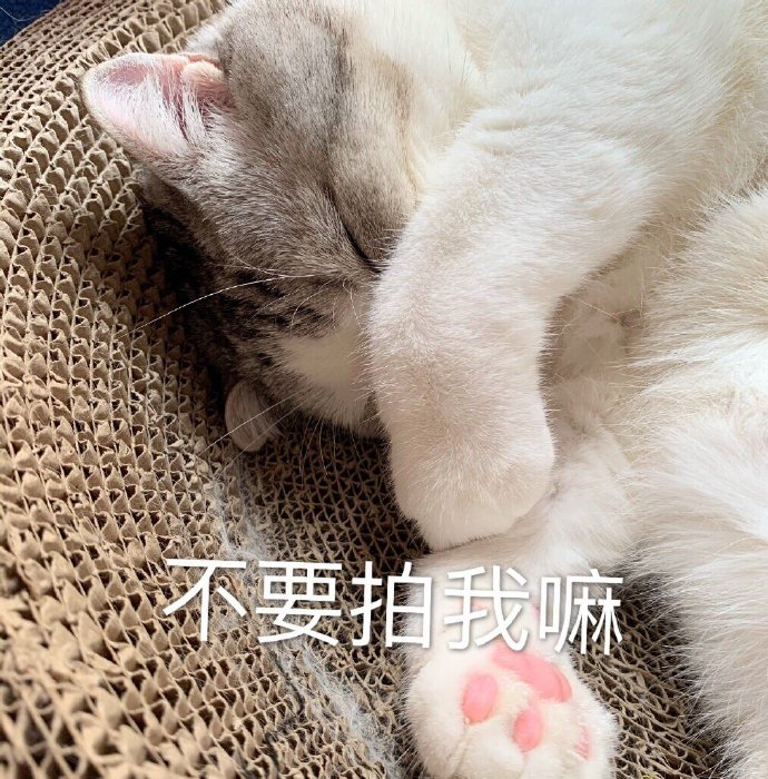 萌宠猫星人不要拍我嘛害羞搞怪逗gif动图