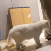 萌宠 猫咪 卧槽 呆萌 可爱