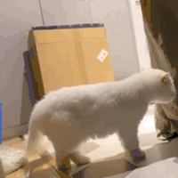 萌宠 猫咪 卧槽 呆萌 可爱