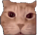 萌宠 猫咪 啊 呆萌 可爱