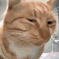 萌宠 猫咪 看 呆萌 可爱