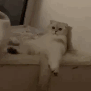 萌宠 猫咪 躺着 呆萌 可爱