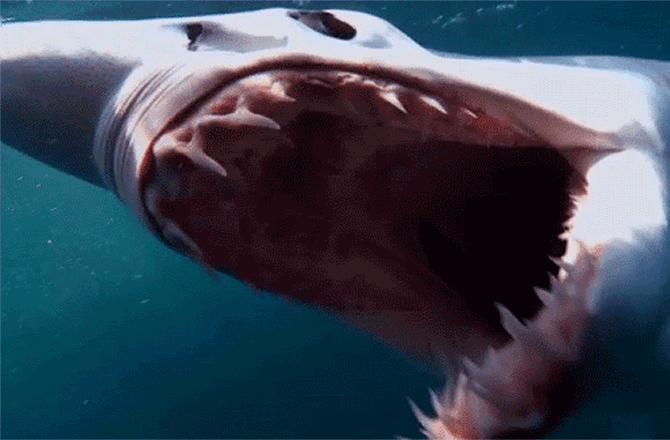 灰鲭鲨头骨图片