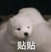萌宠 狗狗 贴贴 呆萌 可爱