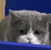 萌宠 猫咪 不开心 呆萌 可爱