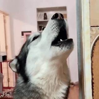 萌宠 狗狗 打 呆萌 可爱