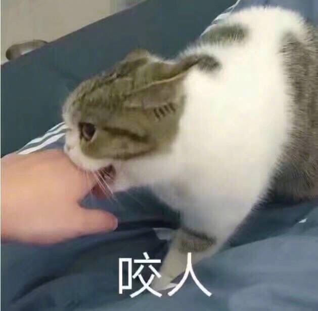 猫咪咬人表情包图片