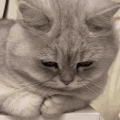 萌宠 猫咪 可怜 呆萌 可爱