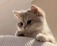 萌宠 猫咪 难过 呆萌 可爱