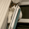 萌宠 猫咪 无聊 呆萌 可爱
