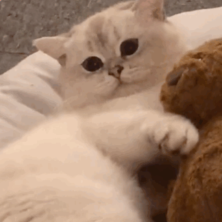 萌宠 猫咪 躺着 呆萌 可爱