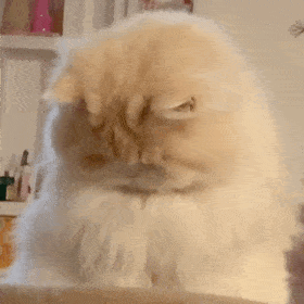 萌宠 猫咪 不开心 呆萌 可爱