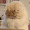 萌宠 猫咪 不开心 呆萌 可爱