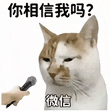 萌寵 貓咪 你相信我嗎 呆萌 可愛