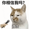 萌宠 猫咪 你相信我吗 呆萌 可爱