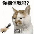 萌宠 猫咪 你相信我吗 呆萌 可爱