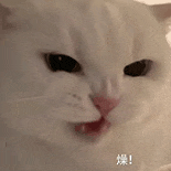 萌寵 貓咪 操 呆萌 可愛(ài)
