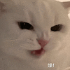 萌宠 猫咪 操 呆萌 可爱