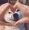 萌宠 柴犬 狗 wink 眨眼 爱心 笔芯 比心 可爱