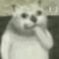 萌宠 猫咪 傻 呆萌 可爱