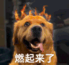 萌宠 狗狗 燃起来了 呆萌 可爱