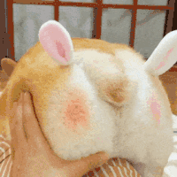萌宠 狗狗 捏屁股 呆萌 可爱
