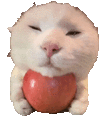 萌宠 猫咪 吃苹果 呆萌 可爱