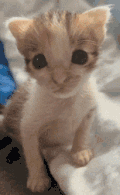 萌宠 猫咪 伤心 呆萌 可爱