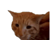 萌宠 猫咪 吃惊 呆萌 可爱