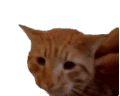 萌宠 猫咪 吃惊 呆萌 可爱