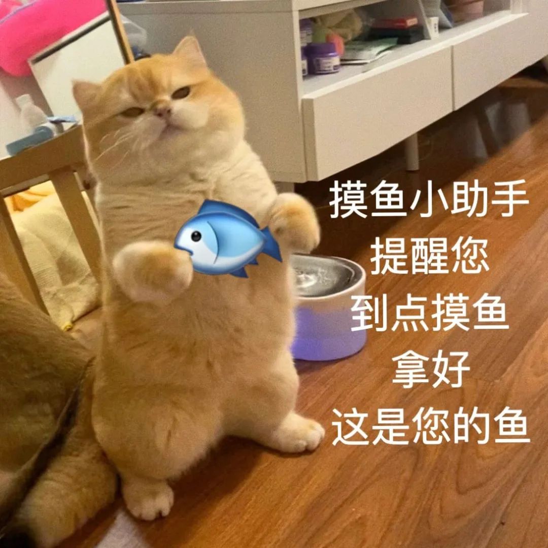 猫猫小助手提醒沙雕搞笑逗gif动图