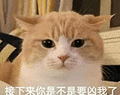 萌宠 猫咪 接下来你是不是要凶我了 呆萌 可爱