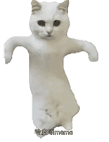 萌宠 猫咪 跳舞 呆萌 可爱