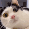 萌宠 猫咪 好奇 呆萌 可爱