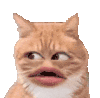 萌宠 猫咪 尴尬 呆萌 可爱