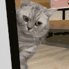 萌宠 猫咪 贼 呆萌 可爱