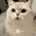 萌宠 猫咪 呆萌 可爱