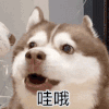 哇哦 兴奋 沙雕 搞笑