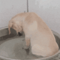 萌宠 狗狗 可怜 呆萌 可爱