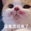 萌宠 猫咪 我鬼混回来了 呆萌 可爱