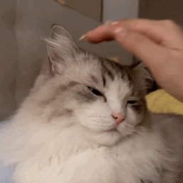萌宠 猫咪 摸头 呆萌 可爱