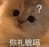 萌宠 猫星人 你礼貌吗 好奇 呆萌 可爱