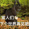 萌宠 猫咪 家人们下个世界再见吧 呆萌 可爱