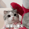 萌宠 猫咪 不愁 呆萌 可爱