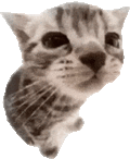 萌宠 猫咪 不开心 呆萌 可爱