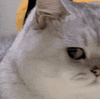 萌宠 猫咪 嫌弃 呆萌 可爱